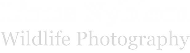 MySite Logo